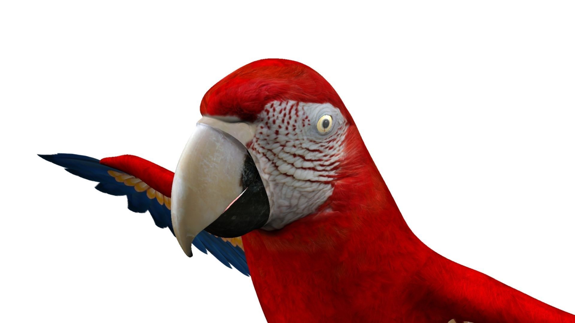 Macaw Rigged and Animation 3D model_3