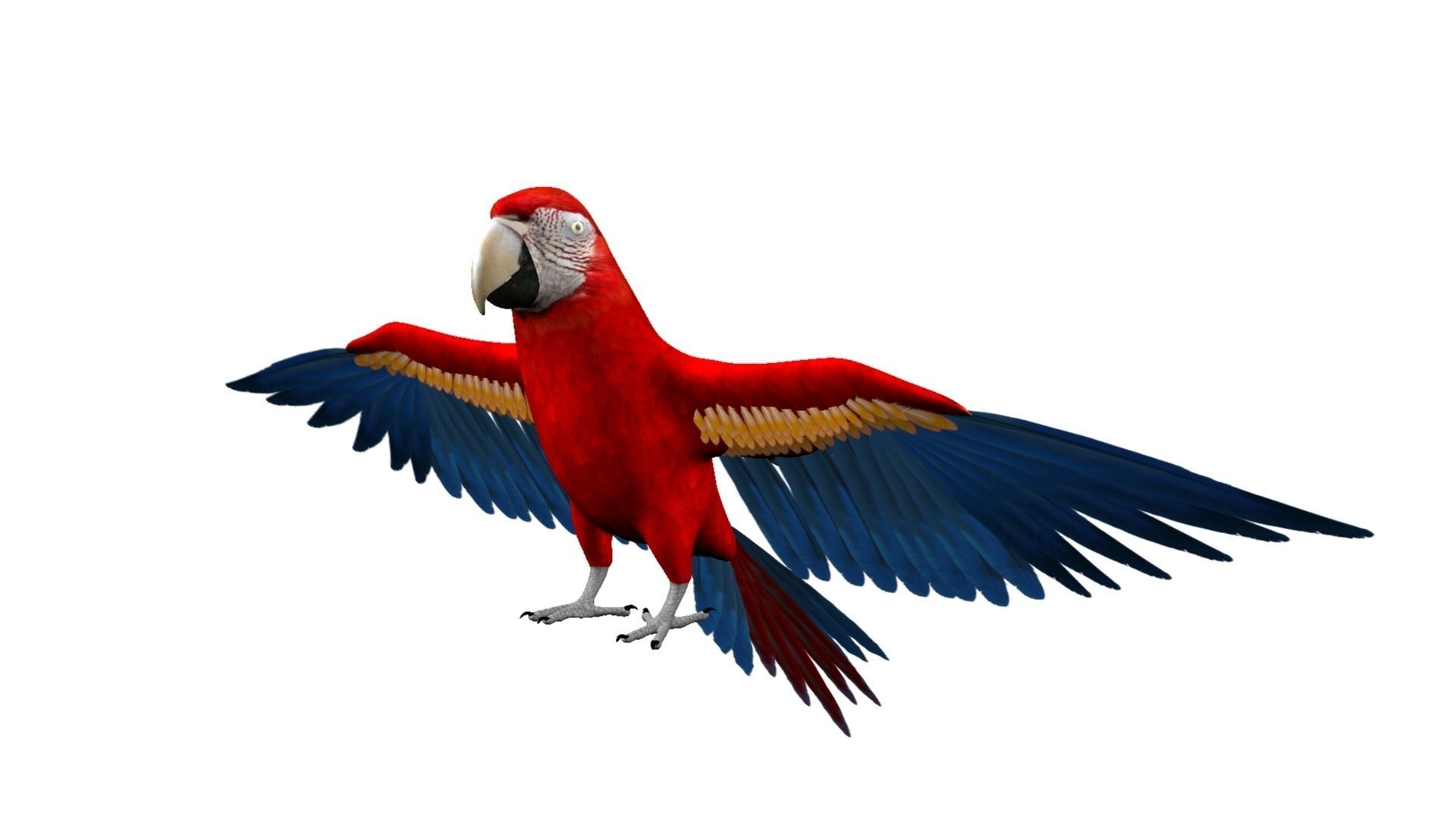 Macaw Rigged and Animation 3D model_11