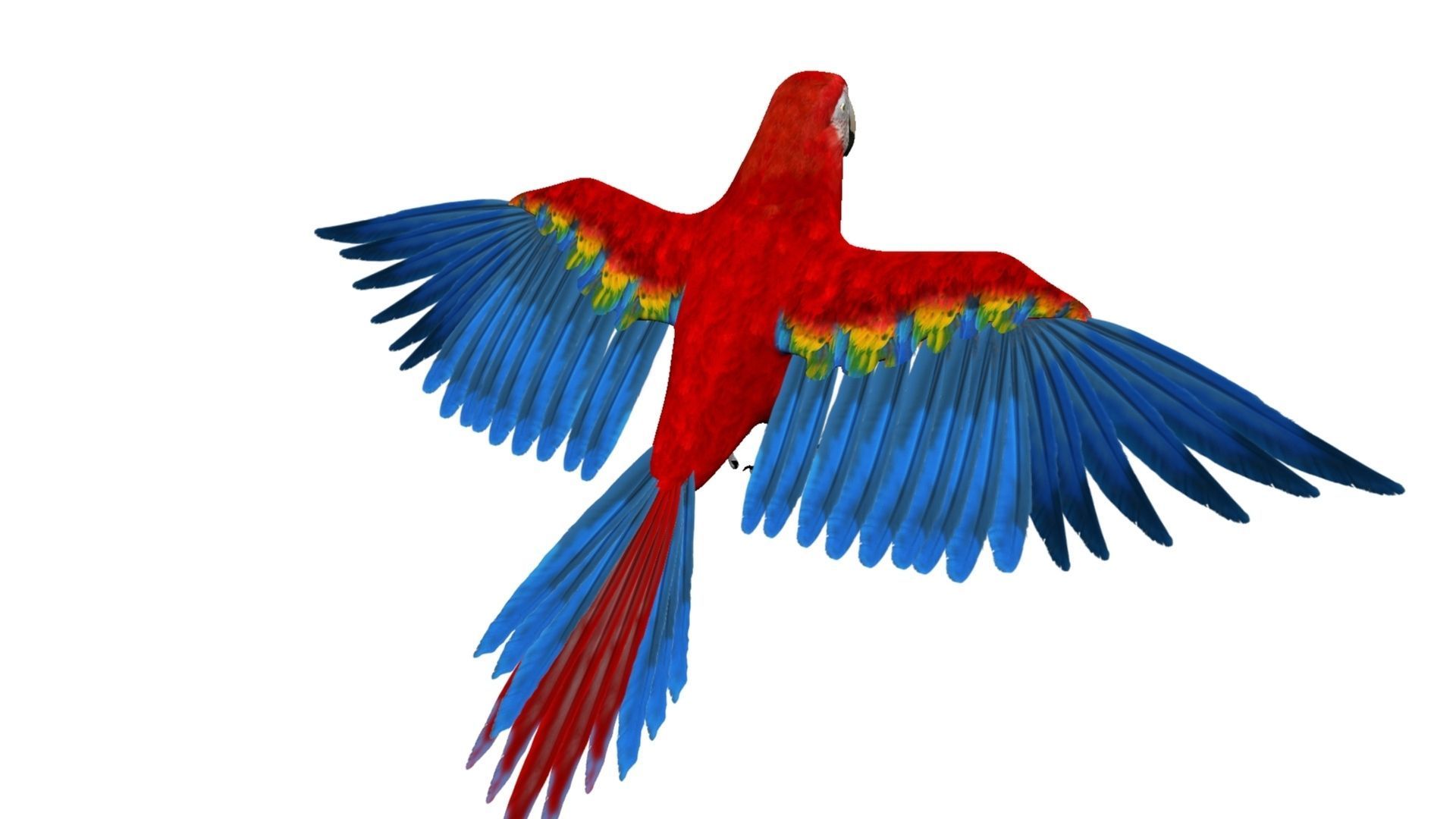 Macaw Rigged and Animation 3D model_13