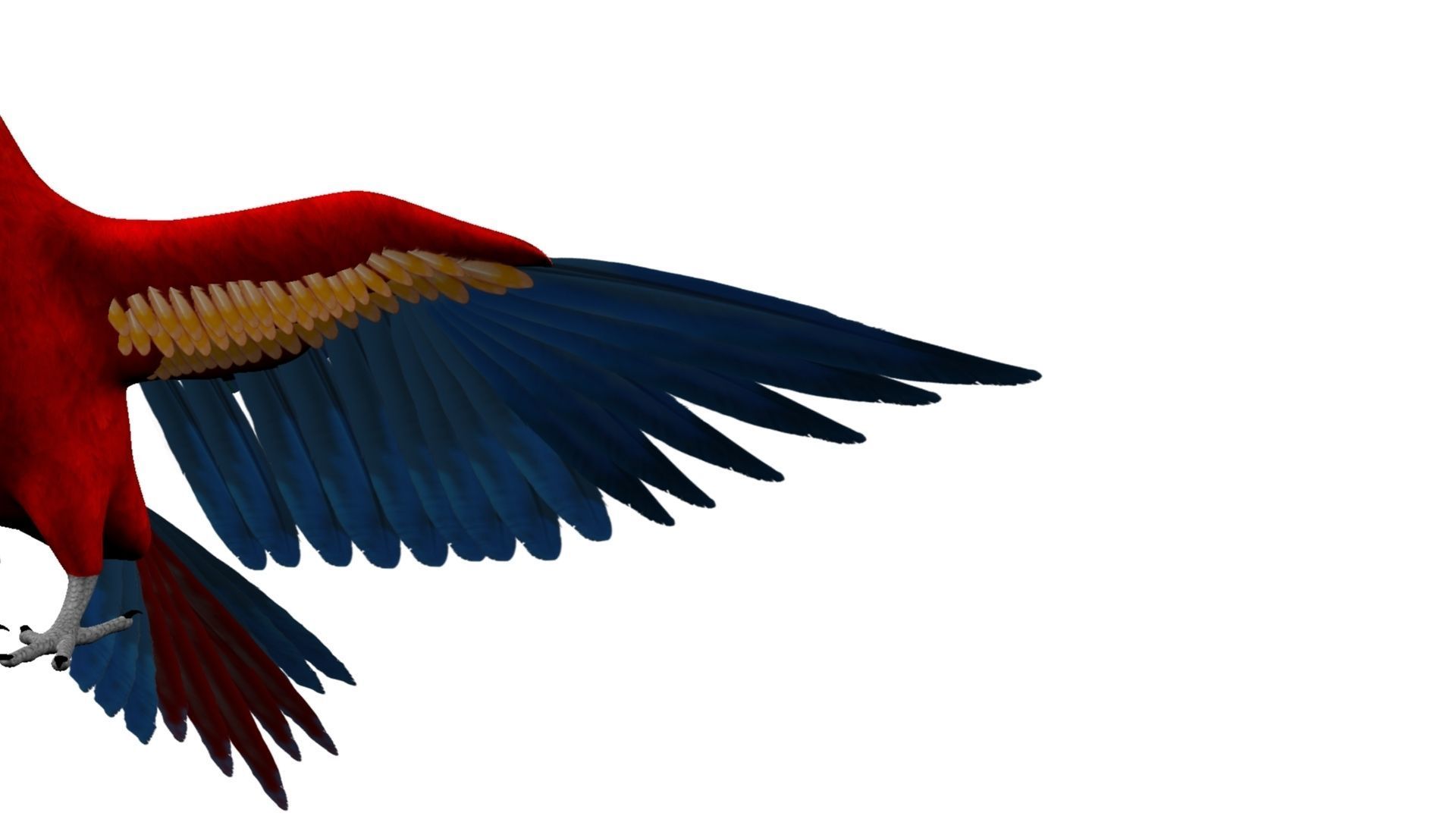 Macaw Rigged and Animation 3D model_17