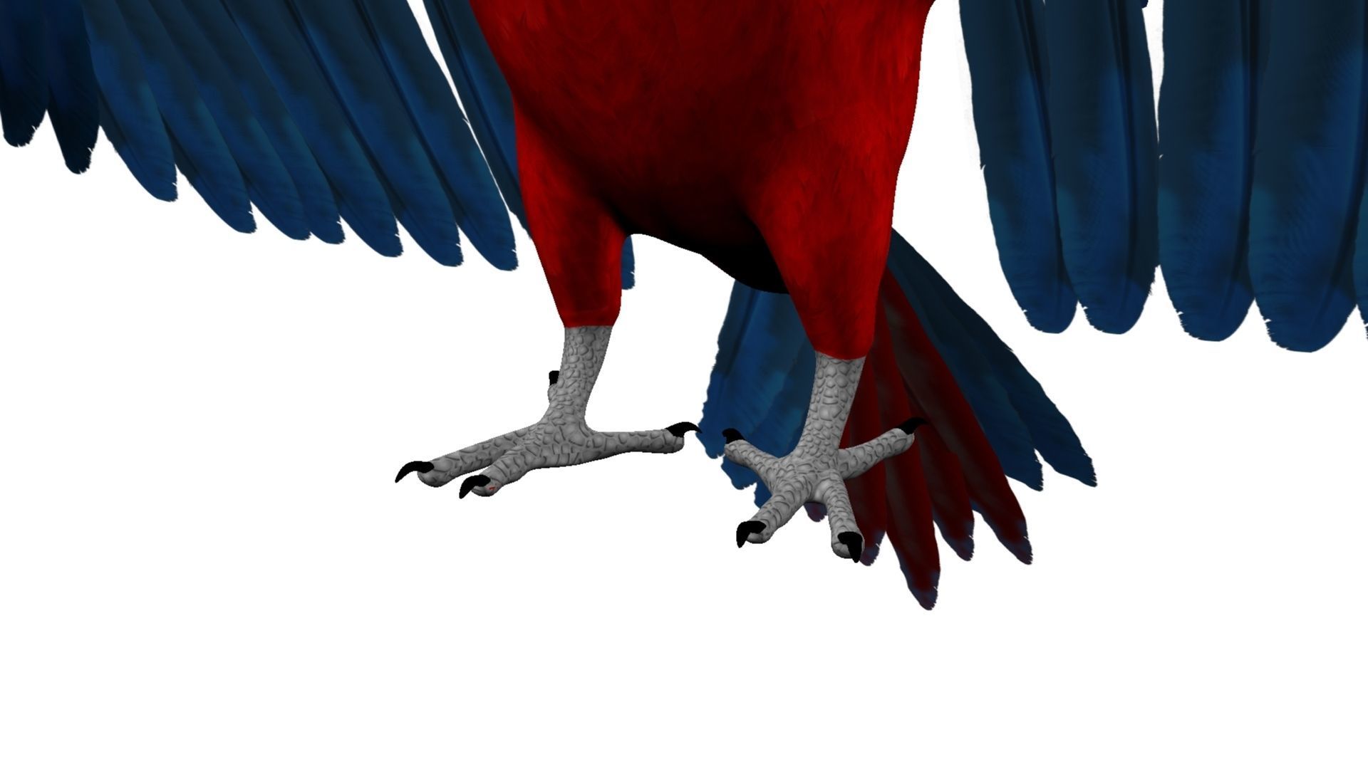 Macaw Rigged and Animation 3D model_18
