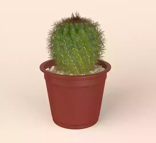 Cactus in Pot