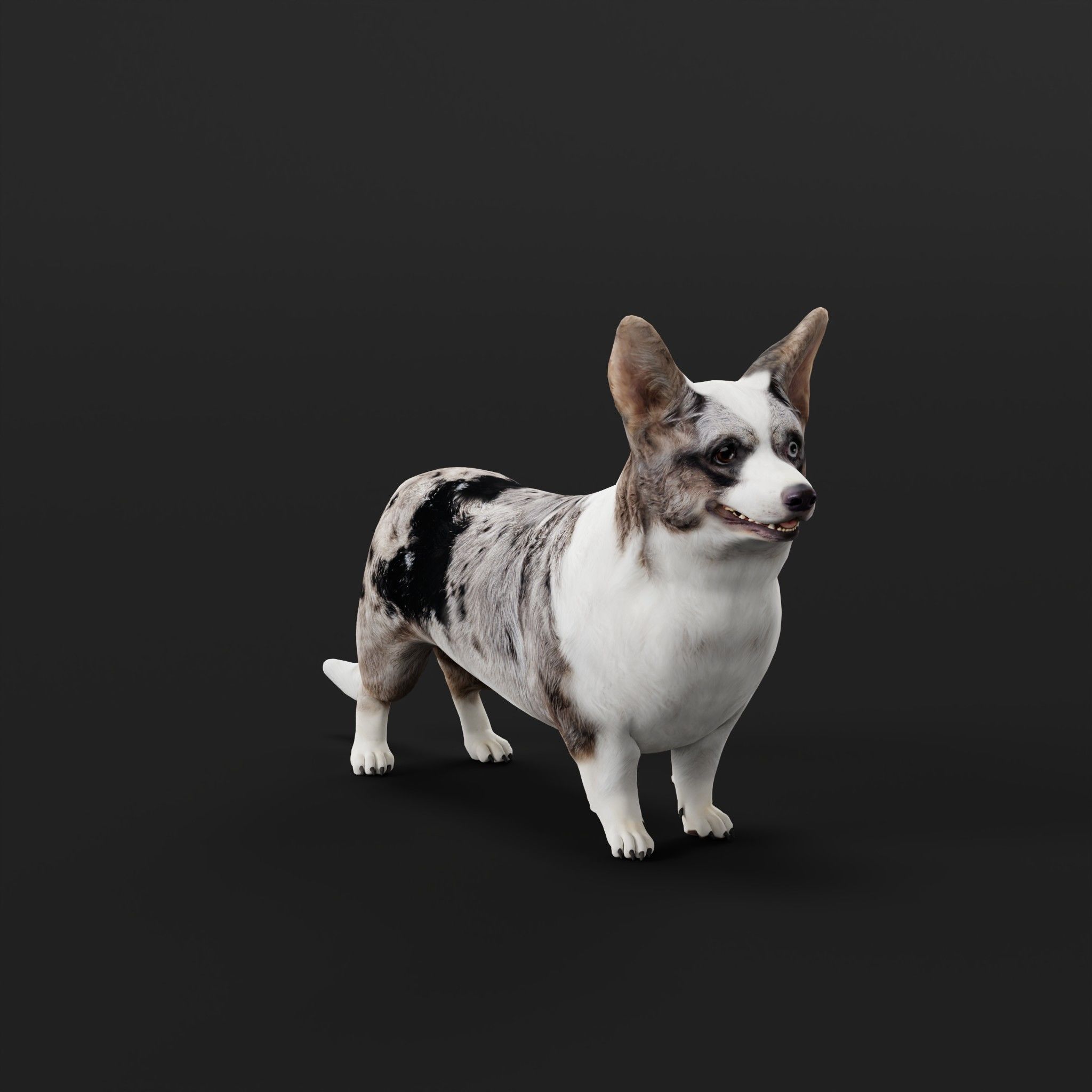 Cardigan Welsh Corgi Dog Low-poly 3D model_23