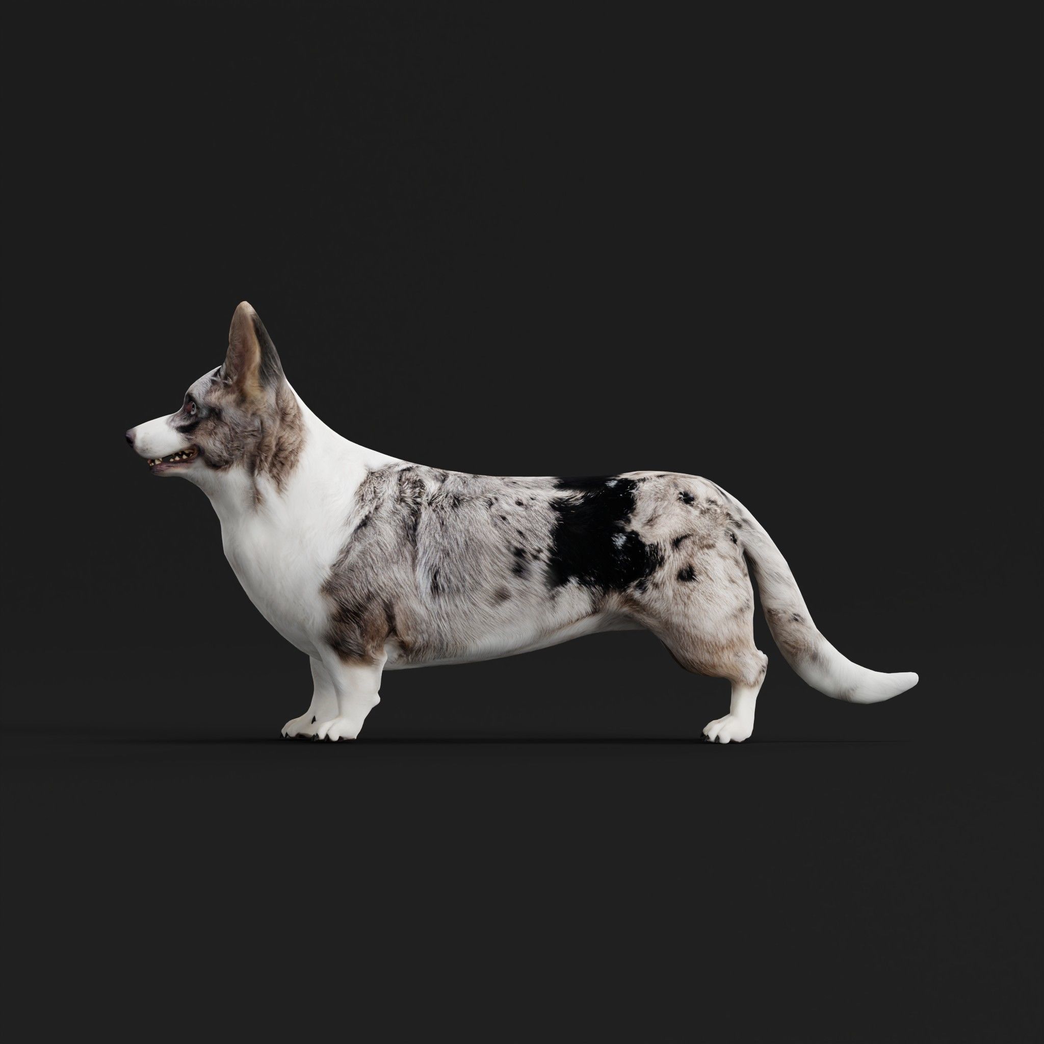 Cardigan Welsh Corgi Dog Low-poly 3D model_25