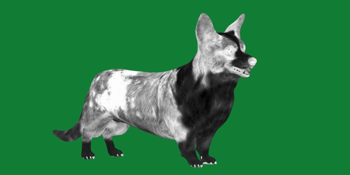 Cardigan Welsh Corgi Dog Low-poly 3D model_4