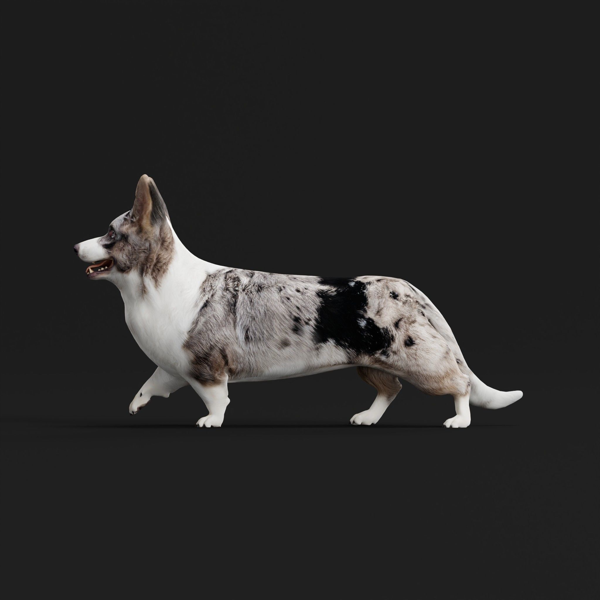 Cardigan Welsh Corgi Dog Low-poly 3D model_29