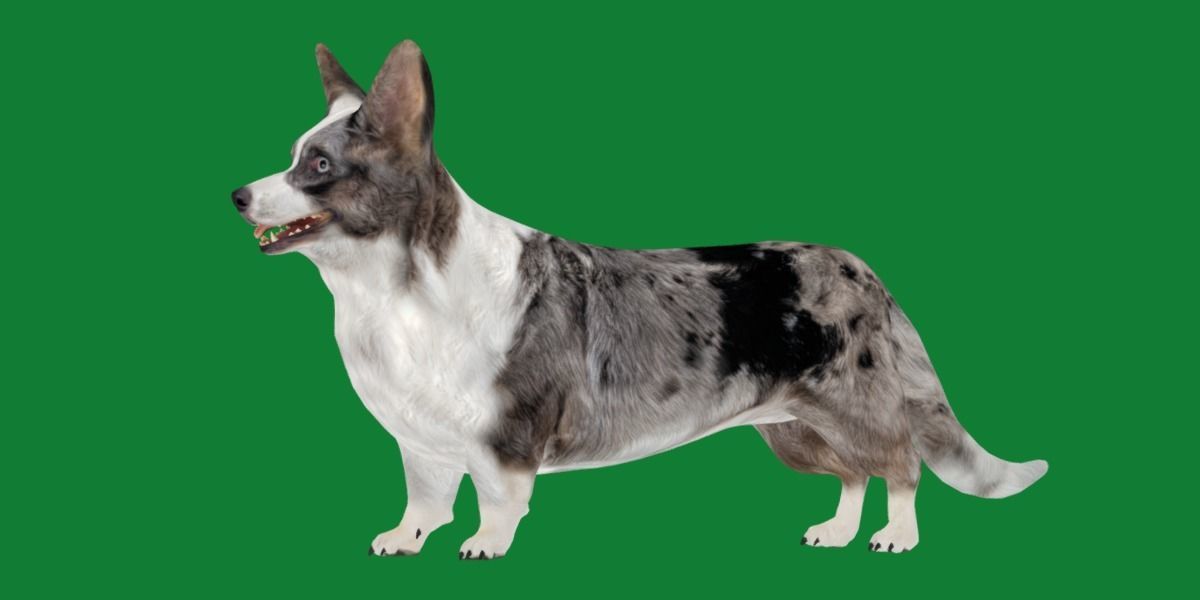Cardigan Welsh Corgi Dog Low-poly 3D model_16