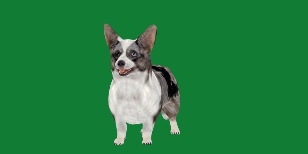 Cardigan Welsh Corgi Dog Low-poly 3D model_15