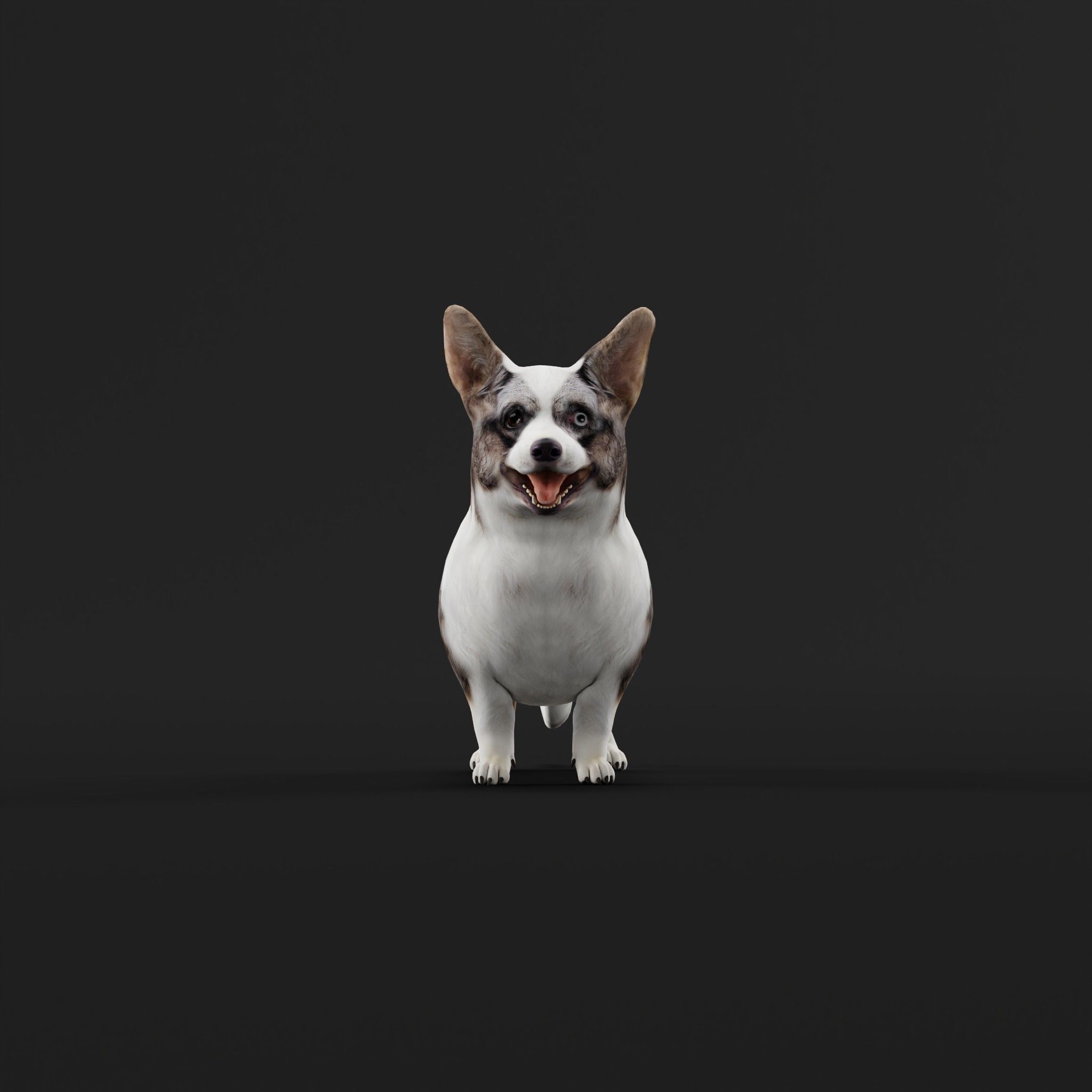 Cardigan Welsh Corgi Dog Low-poly 3D model_28