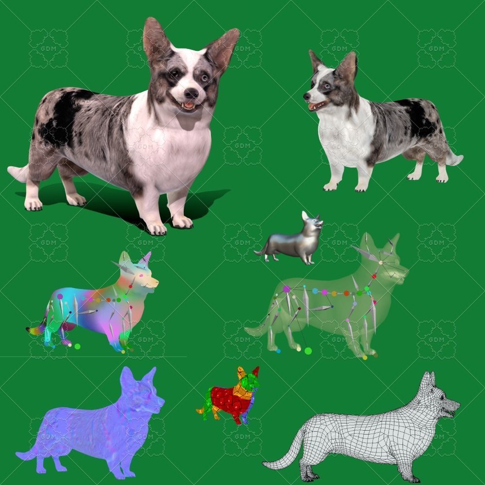 Cardigan Welsh Corgi Dog Low-poly 3D model_2