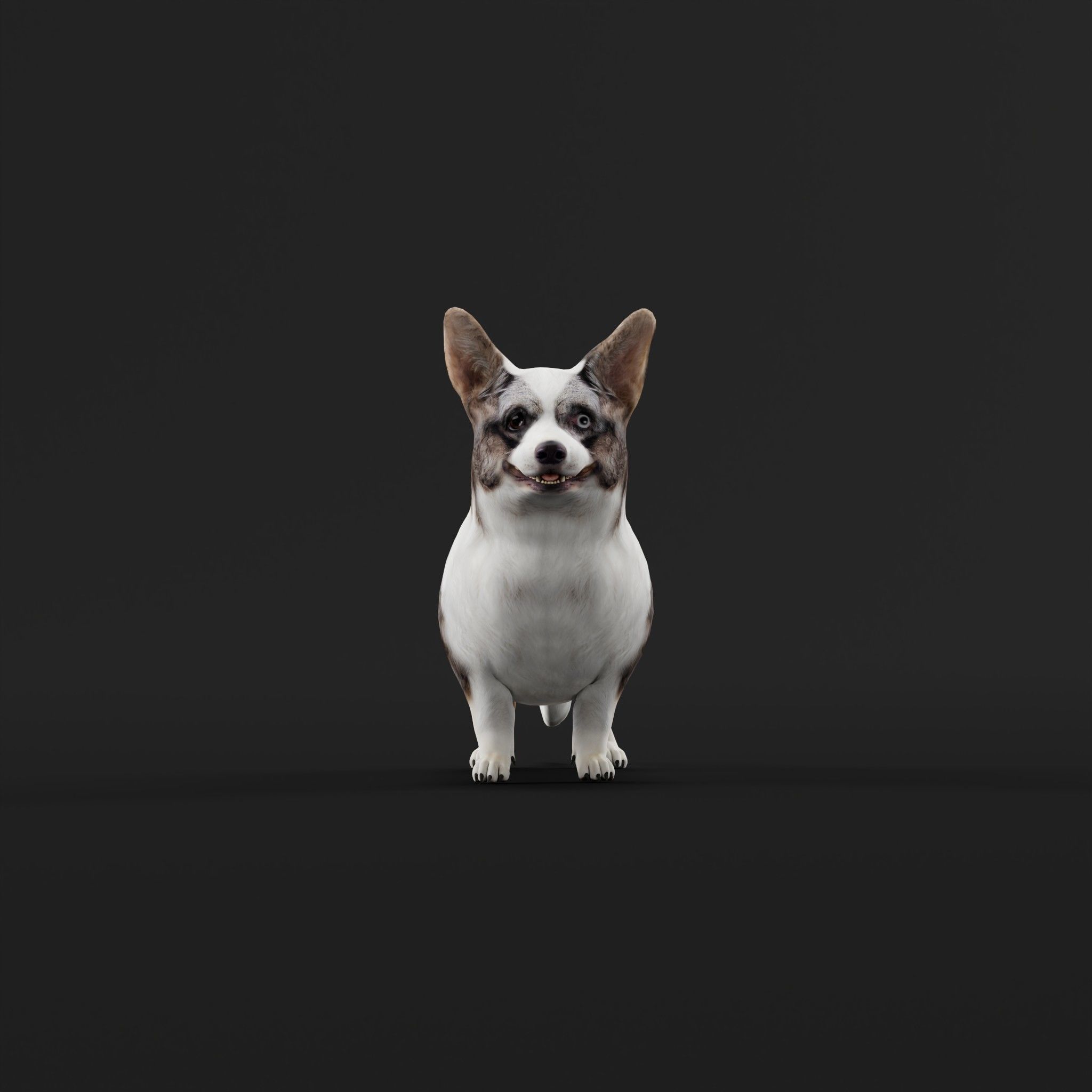 Cardigan Welsh Corgi Dog Low-poly 3D model_24
