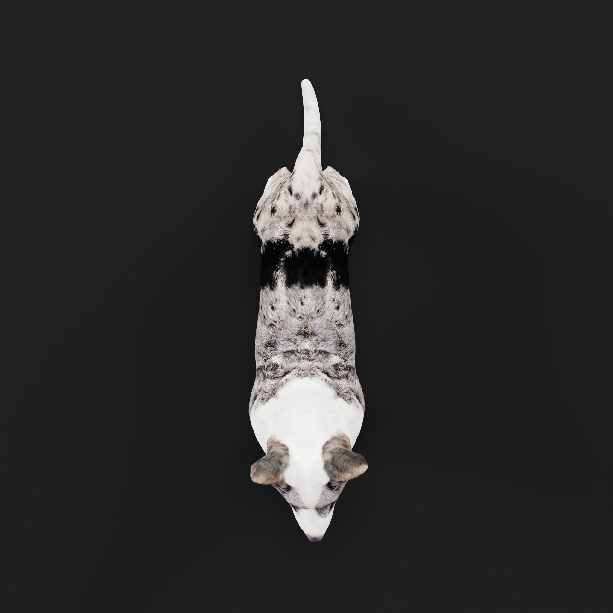 Cardigan Welsh Corgi Dog Low-poly 3D model_26