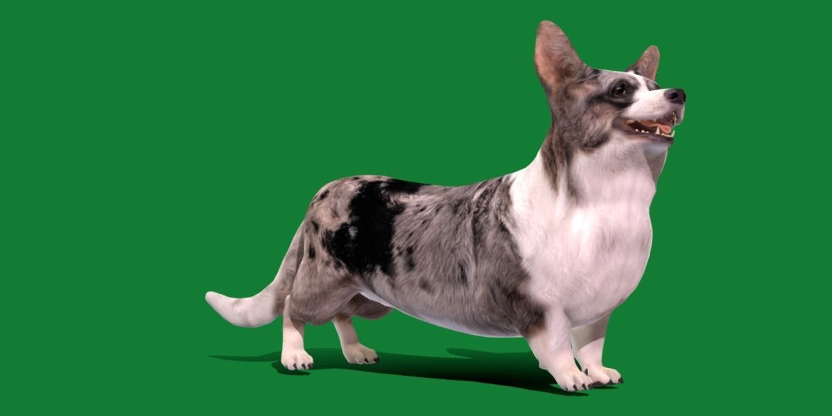 Cardigan Welsh Corgi Dog Low-poly 3D model_6