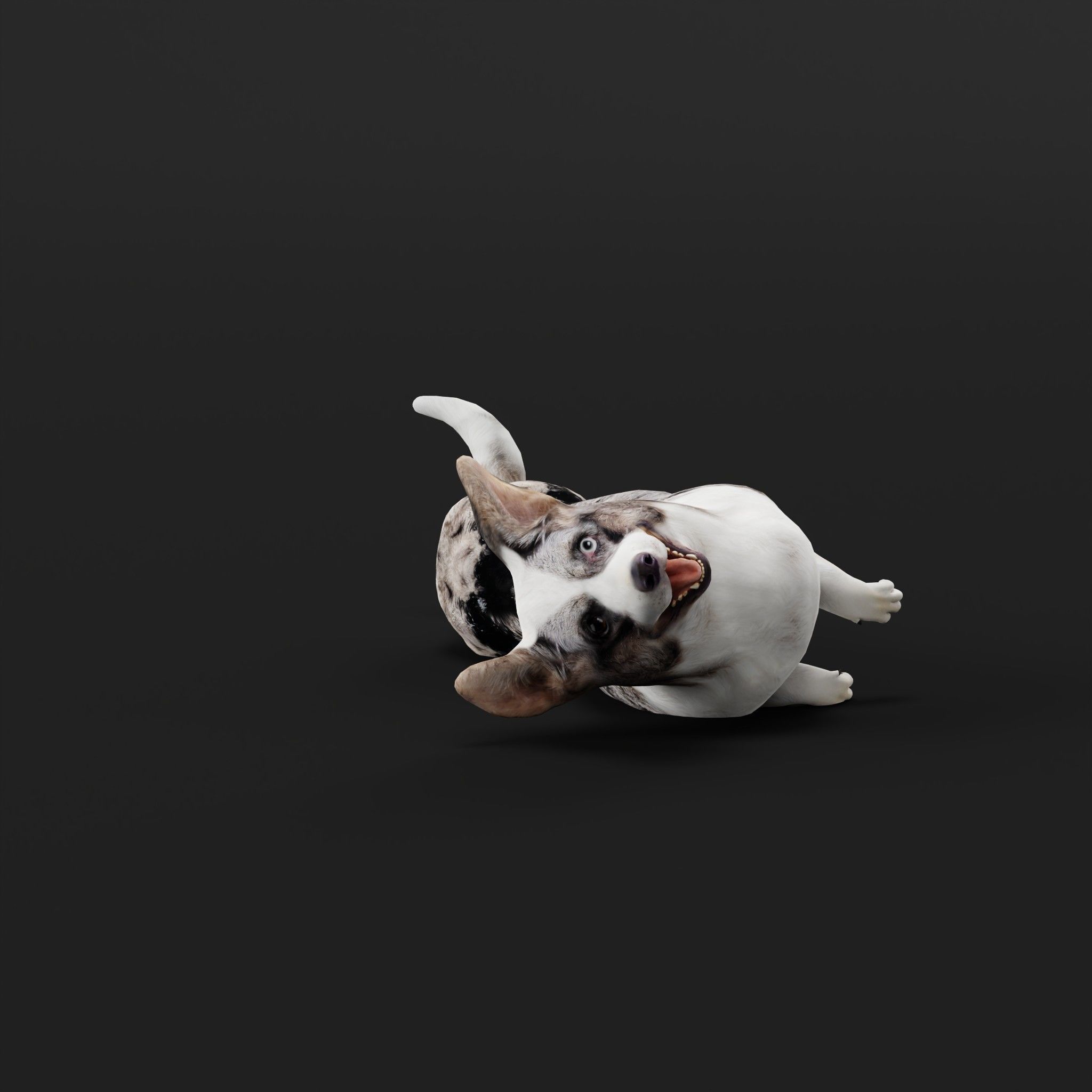 Cardigan Welsh Corgi Dog Low-poly 3D model_33