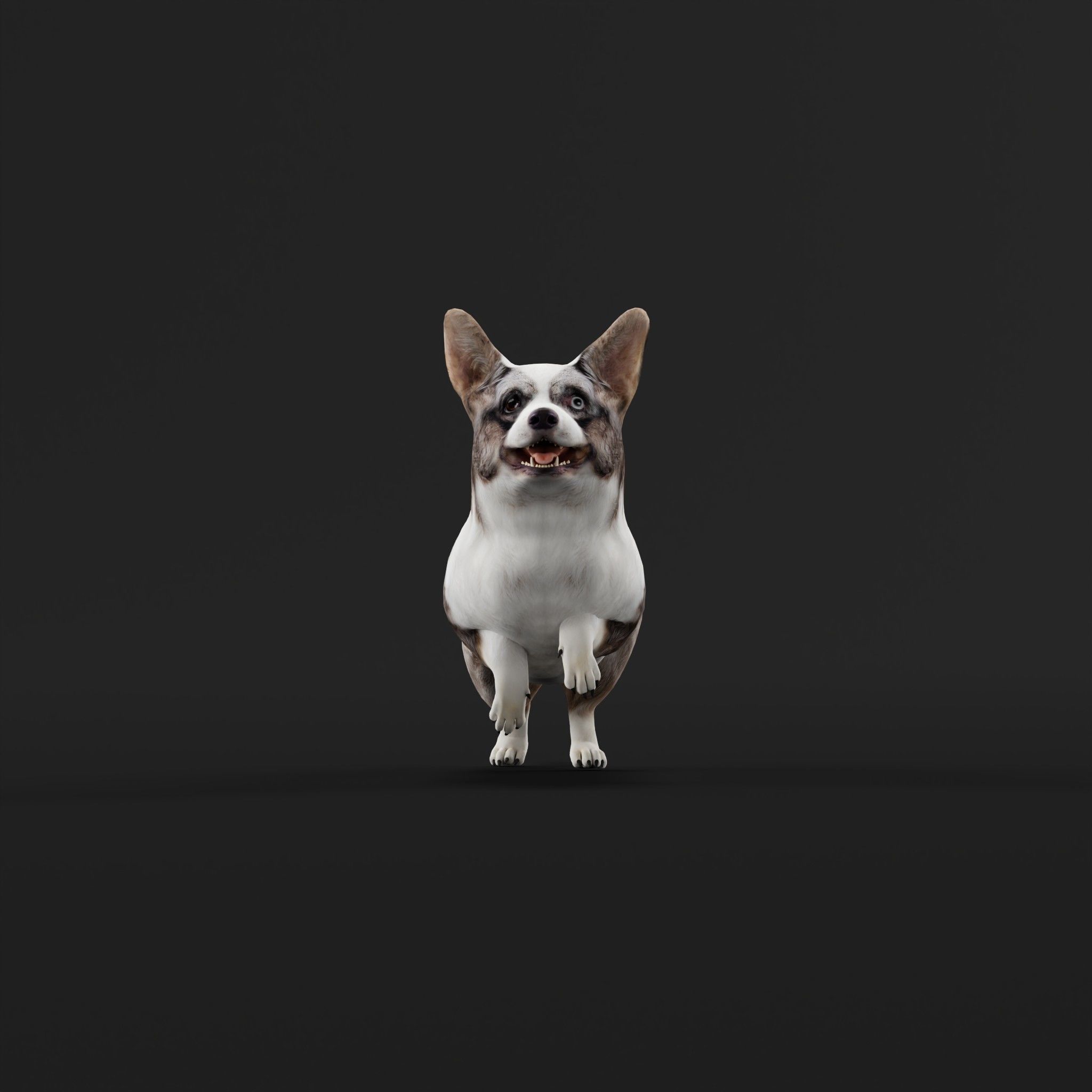 Cardigan Welsh Corgi Dog Low-poly 3D model_31