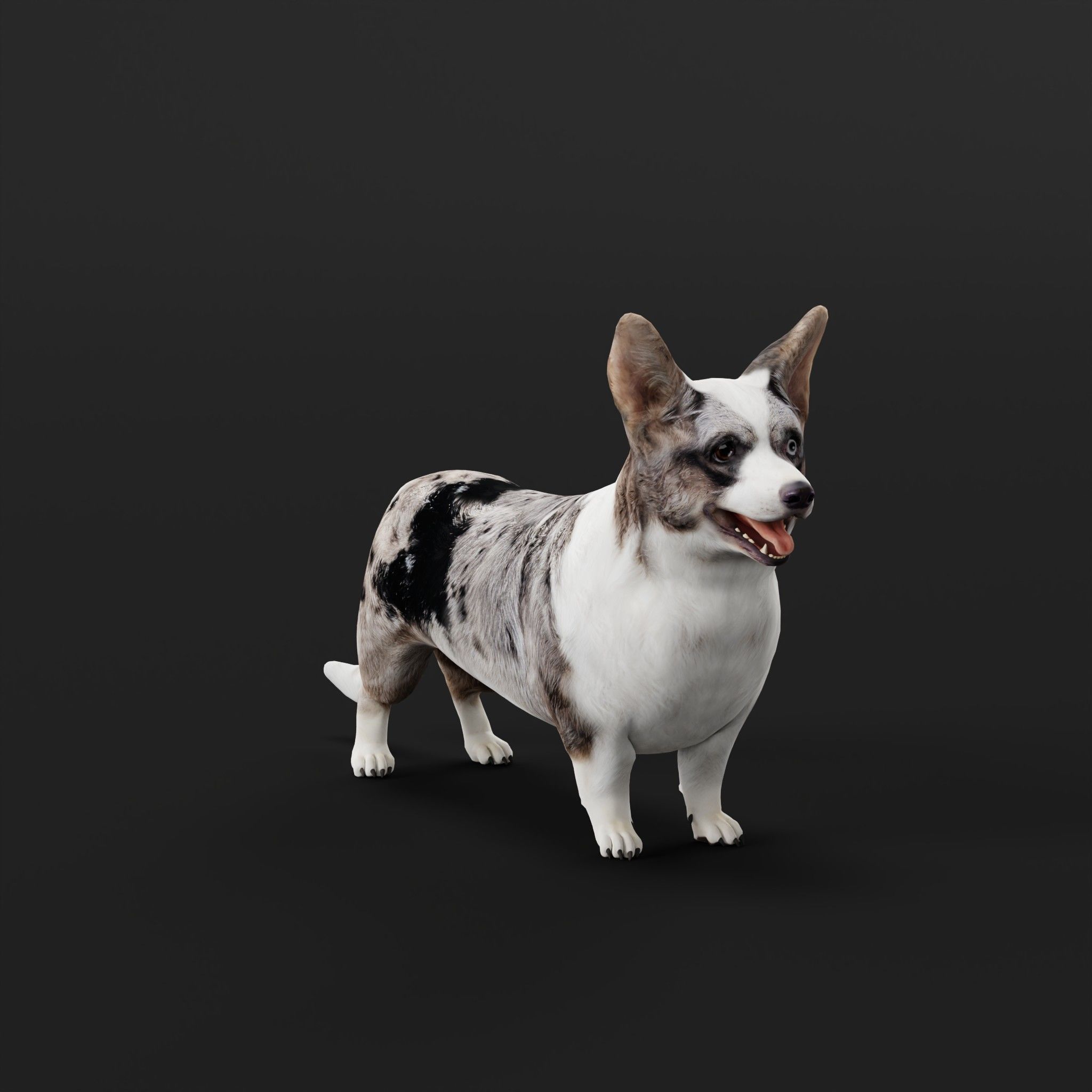Cardigan Welsh Corgi Dog Low-poly 3D model_27