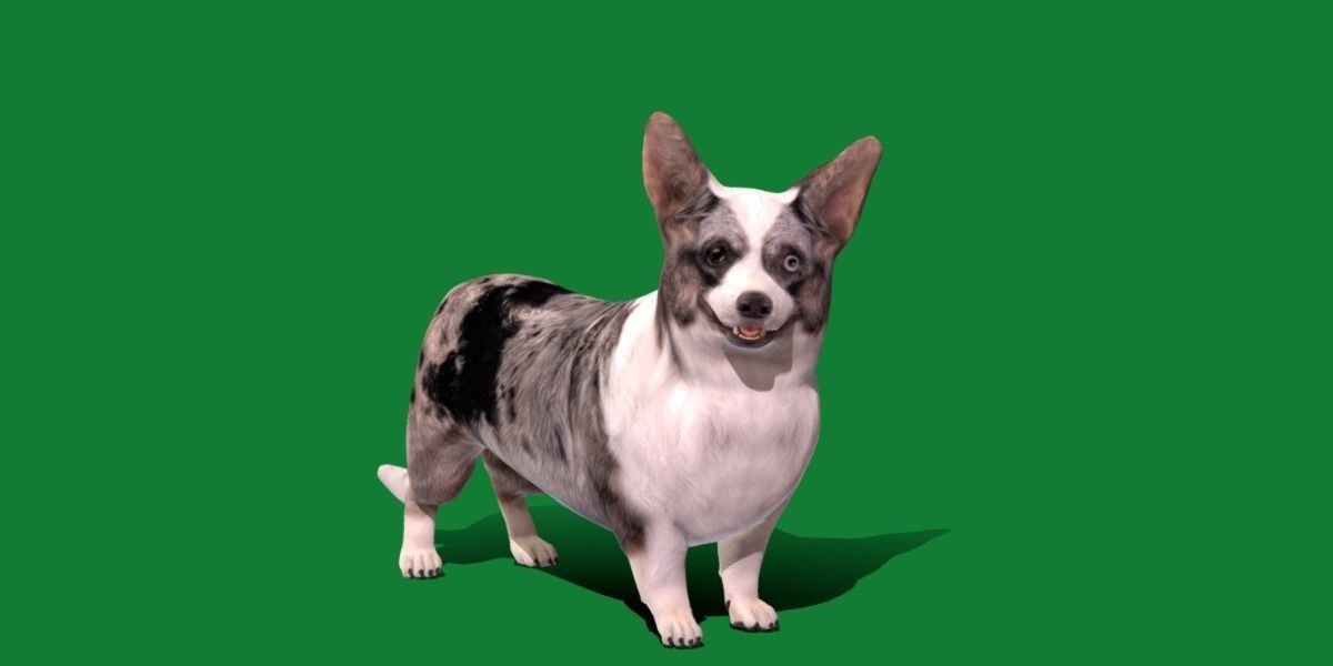 Cardigan Welsh Corgi Dog Low-poly 3D model_22
