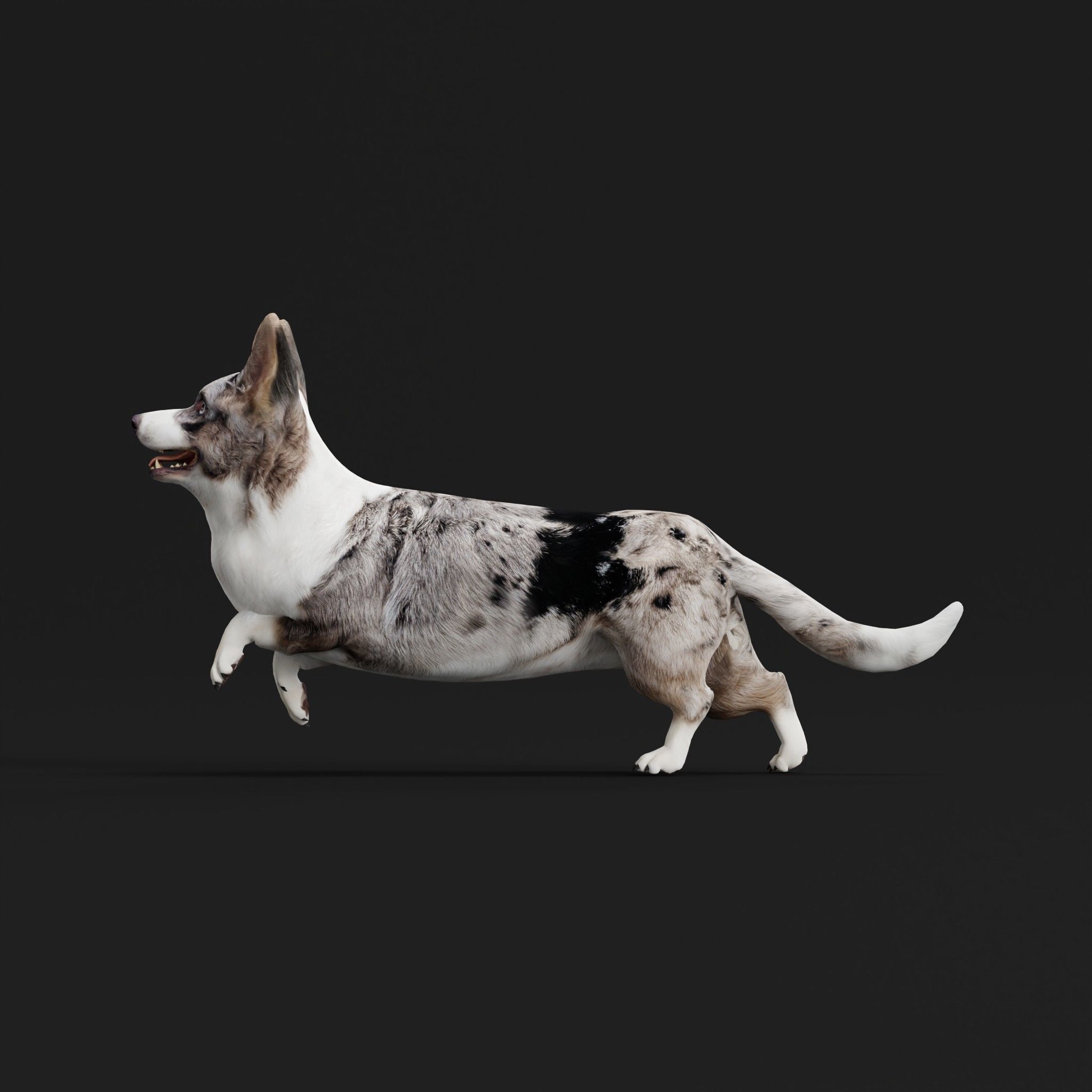 Cardigan Welsh Corgi Dog Low-poly 3D model_32