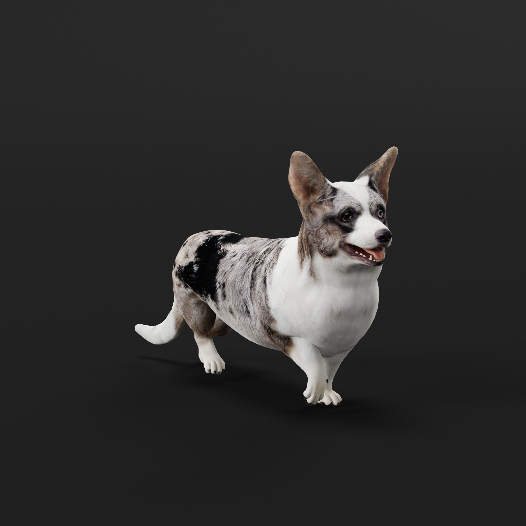 Cardigan Welsh Corgi Dog Low-poly 3D model_30