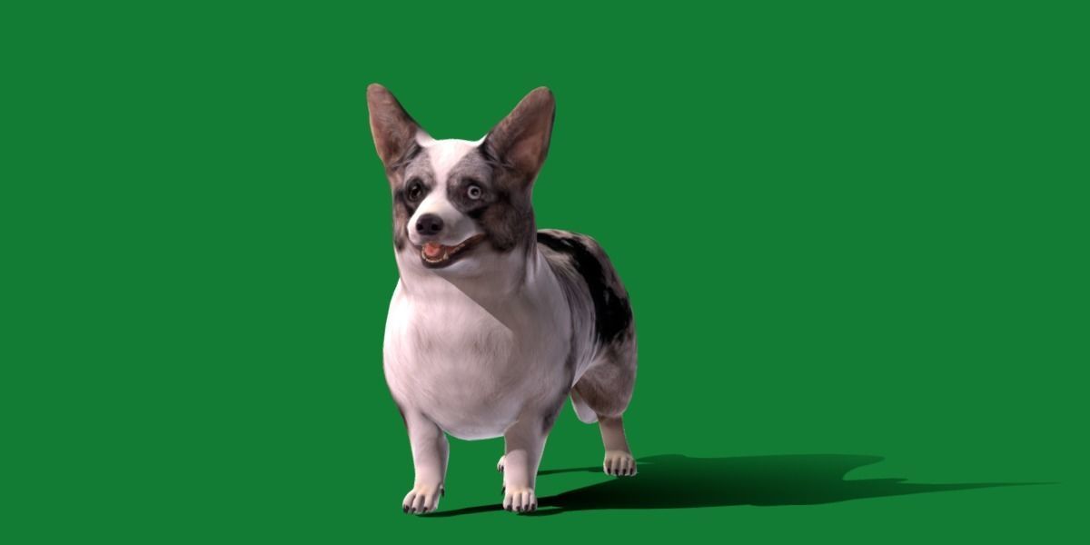 Cardigan Welsh Corgi Dog Low-poly 3D model_14