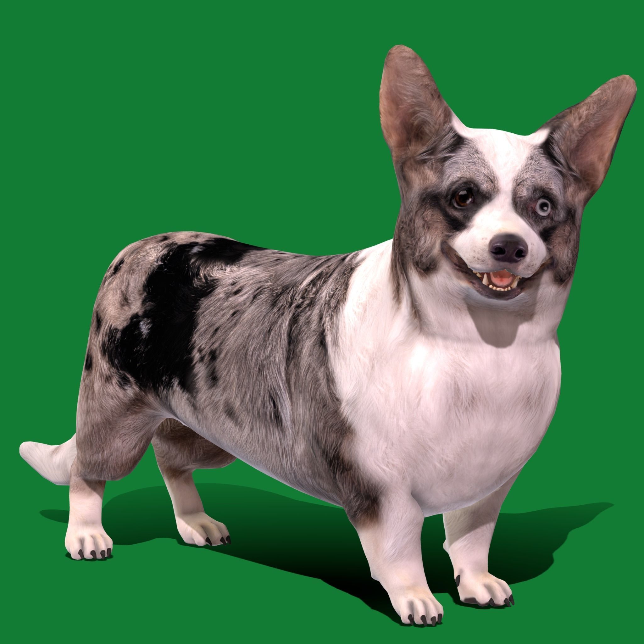 Cardigan Welsh Corgi Dog Low-poly 3D model_12
