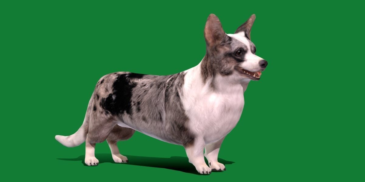 Cardigan Welsh Corgi Dog Low-poly 3D model_17