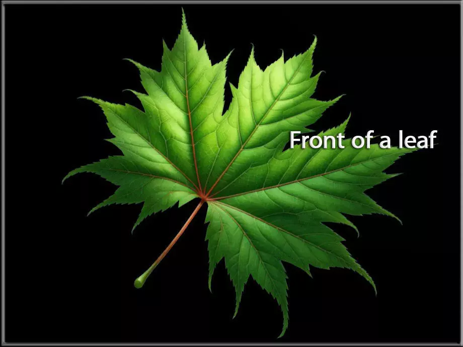 Maple Leaf Low-poly 3D model_0