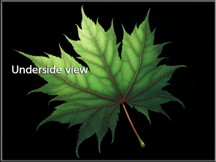 Maple Leaf Low-poly 3D model_1