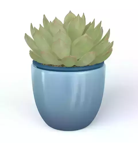 Echeveria in Pot