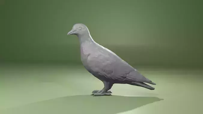  Pomba Asa Branca  Carijo Patagioenas Picazuro  wild pigeon 3D print model