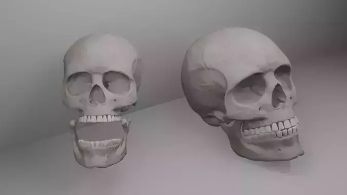 Human Skull High Resolution