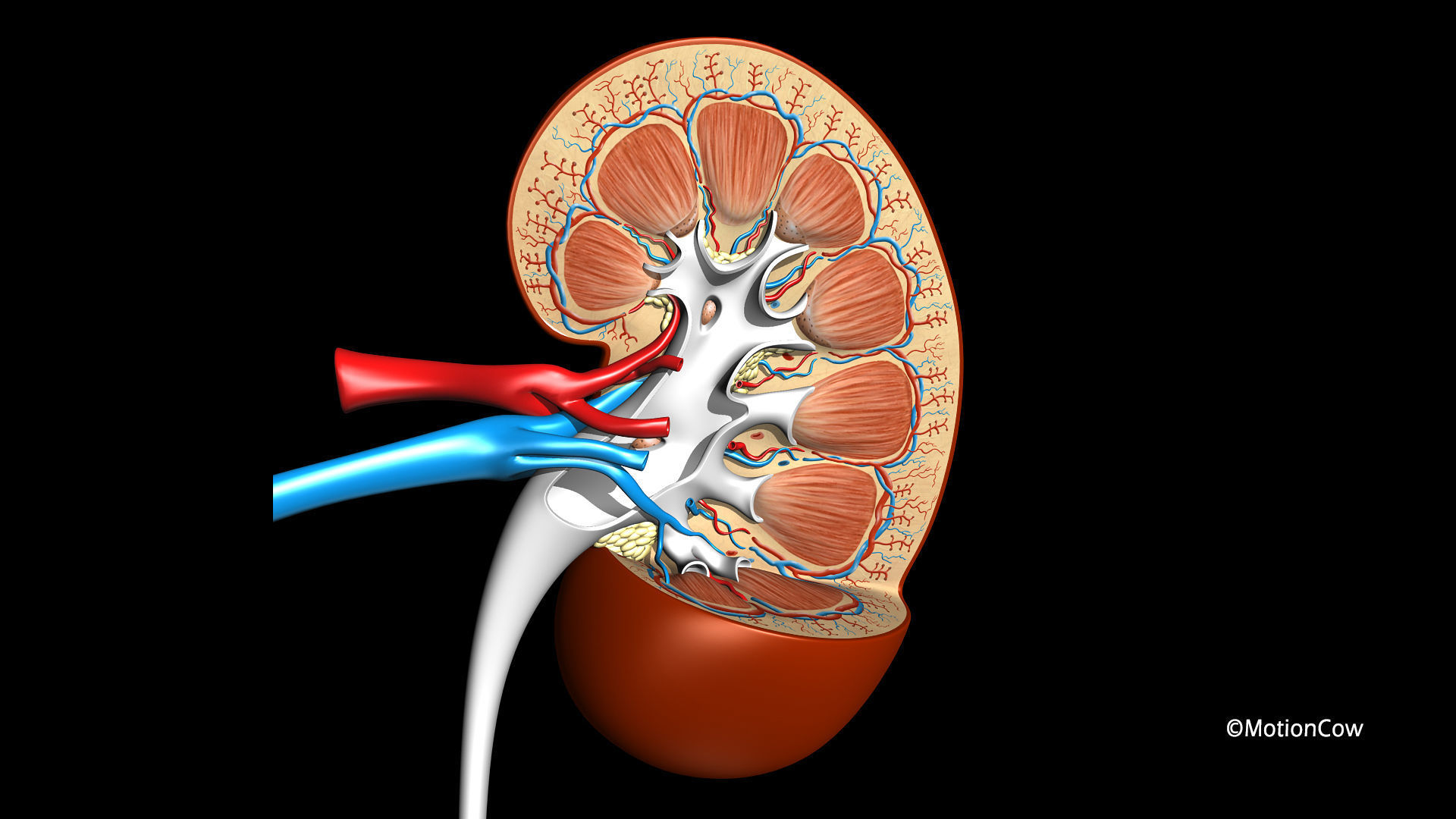 Kidney X-Section 3D model_2
