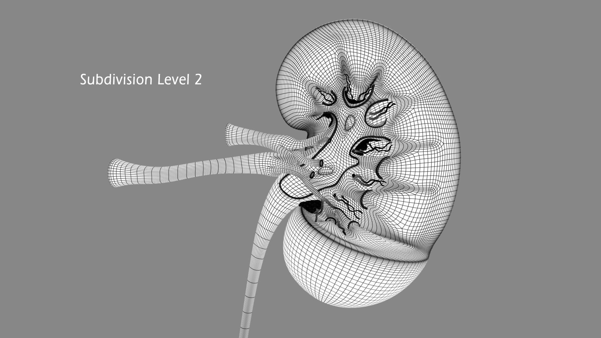 Kidney X-Section 3D model_11