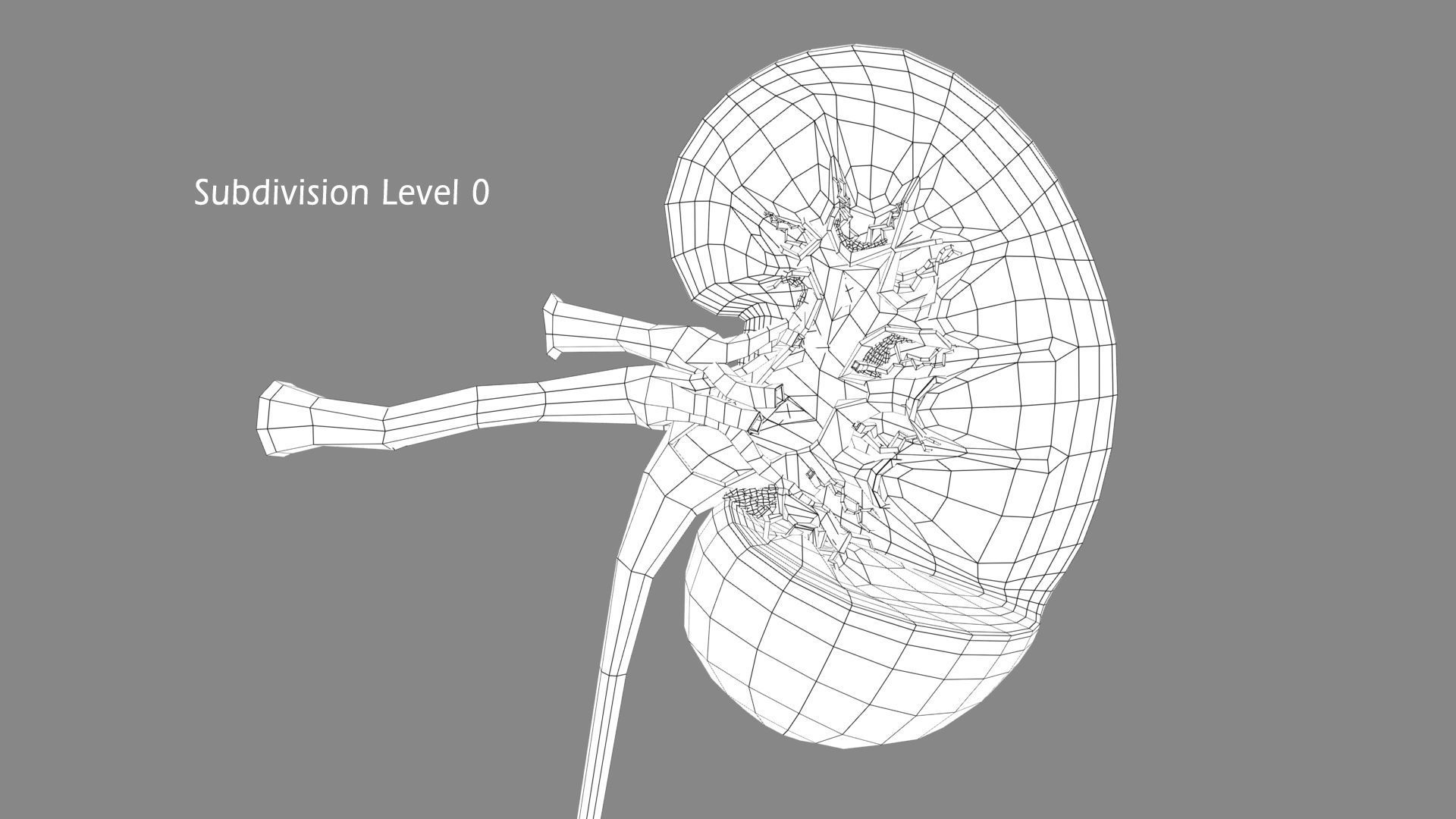 Kidney X-Section 3D model_9