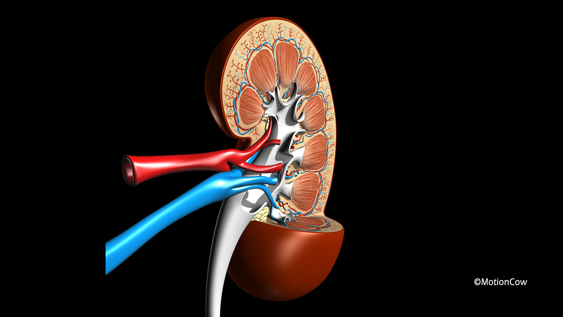 Kidney X-Section 3D model_5