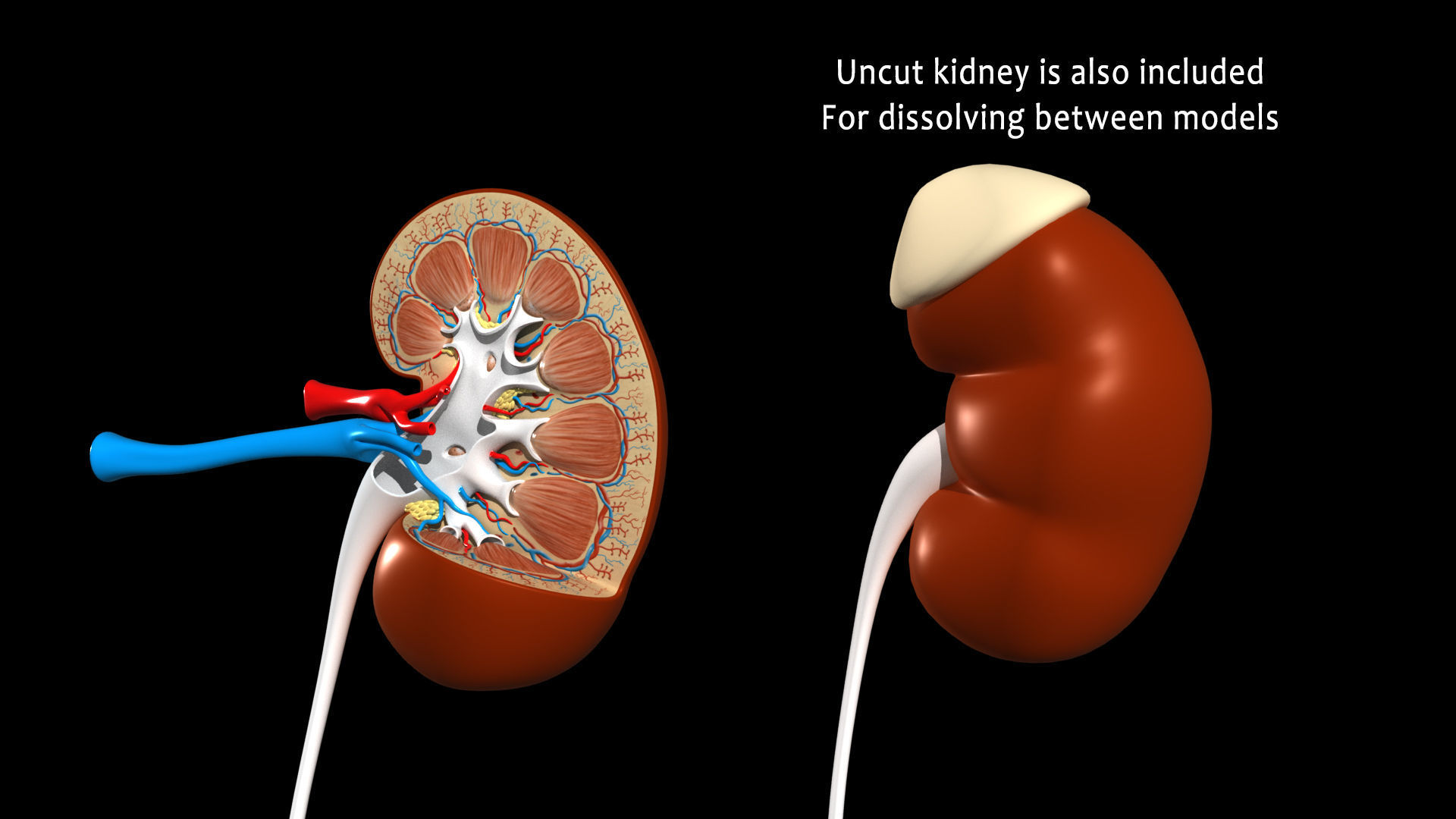 Kidney X-Section 3D model_8