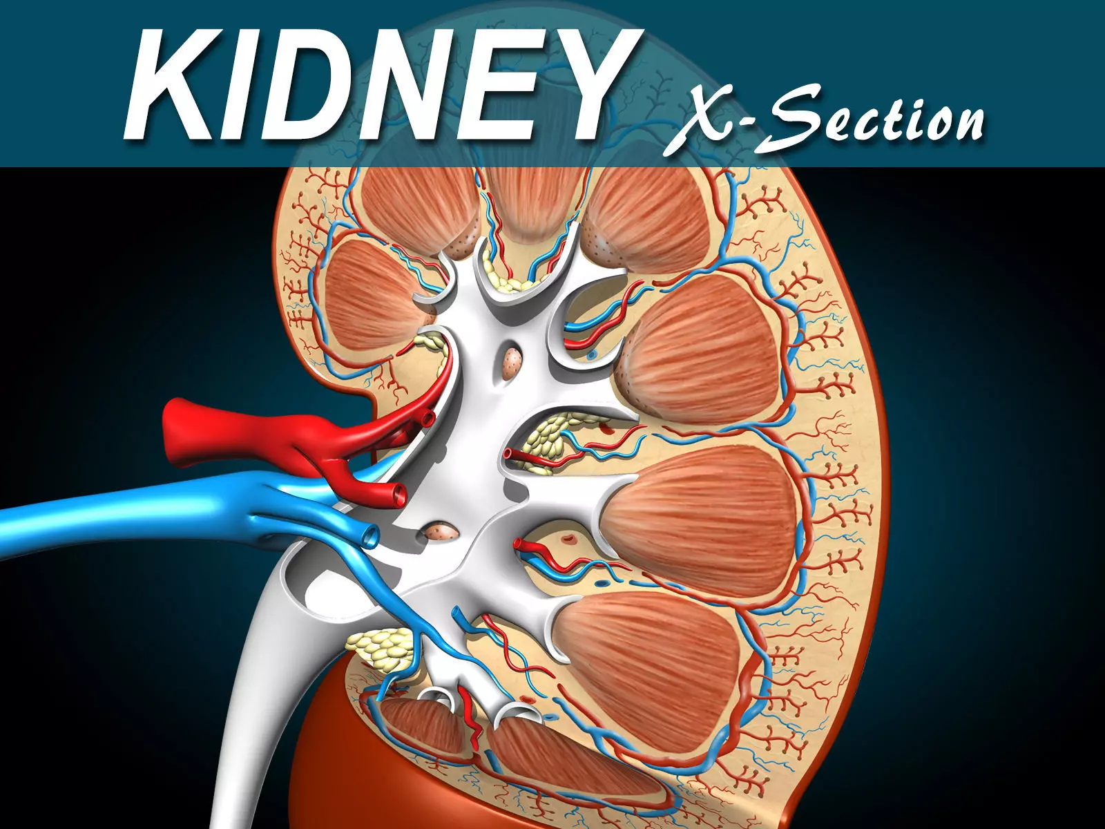 Kidney X-Section 3D model_0