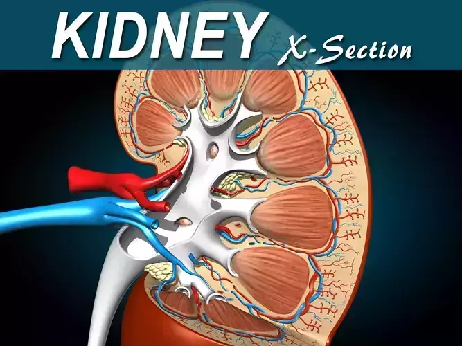 Kidney X-Section 3D model