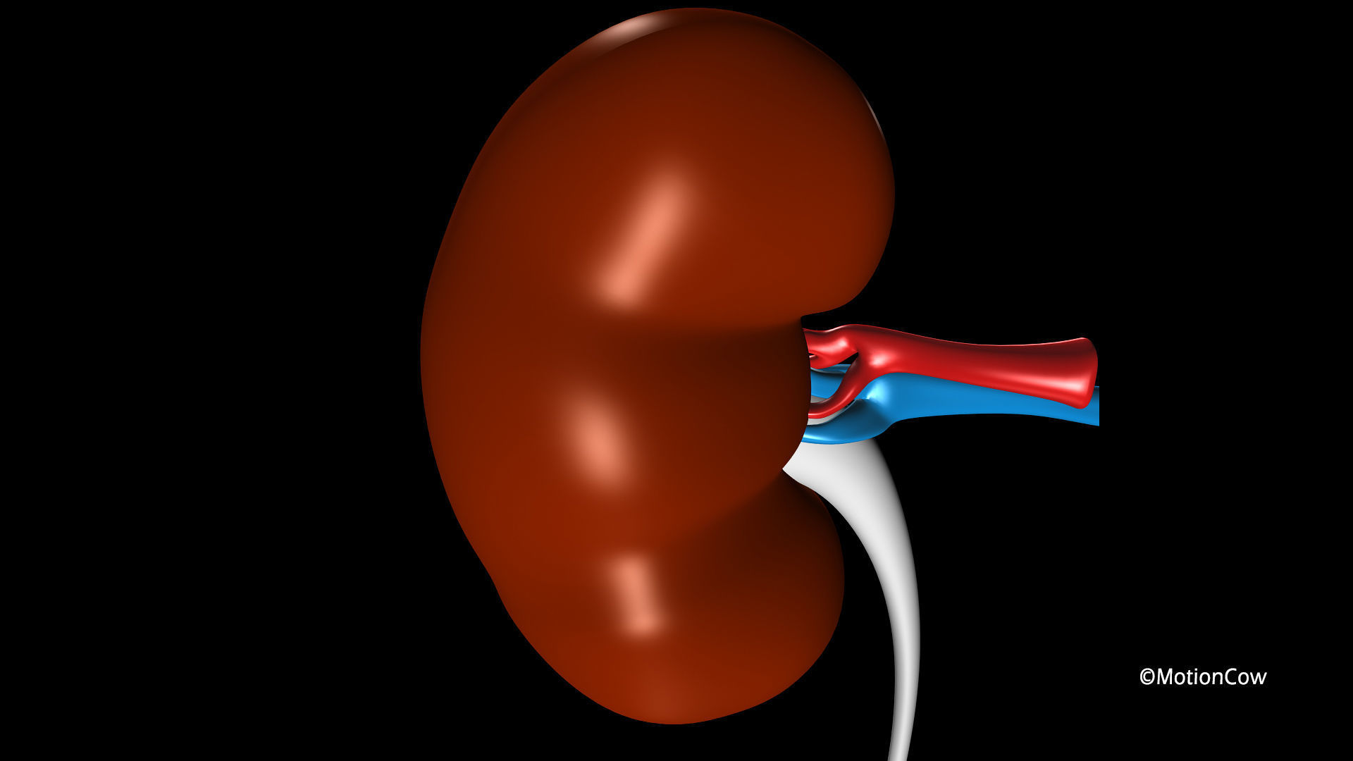 Kidney X-Section 3D model_6