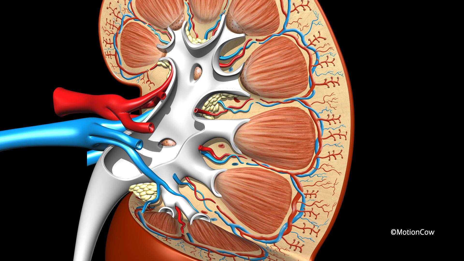 Kidney X-Section 3D model_7
