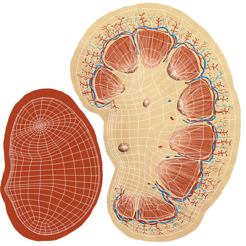 Kidney X-Section 3D model_12