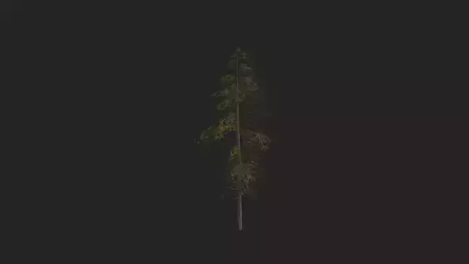 Tree 3D Model 019
