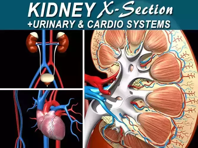Kidney X-Section Complete 3D model