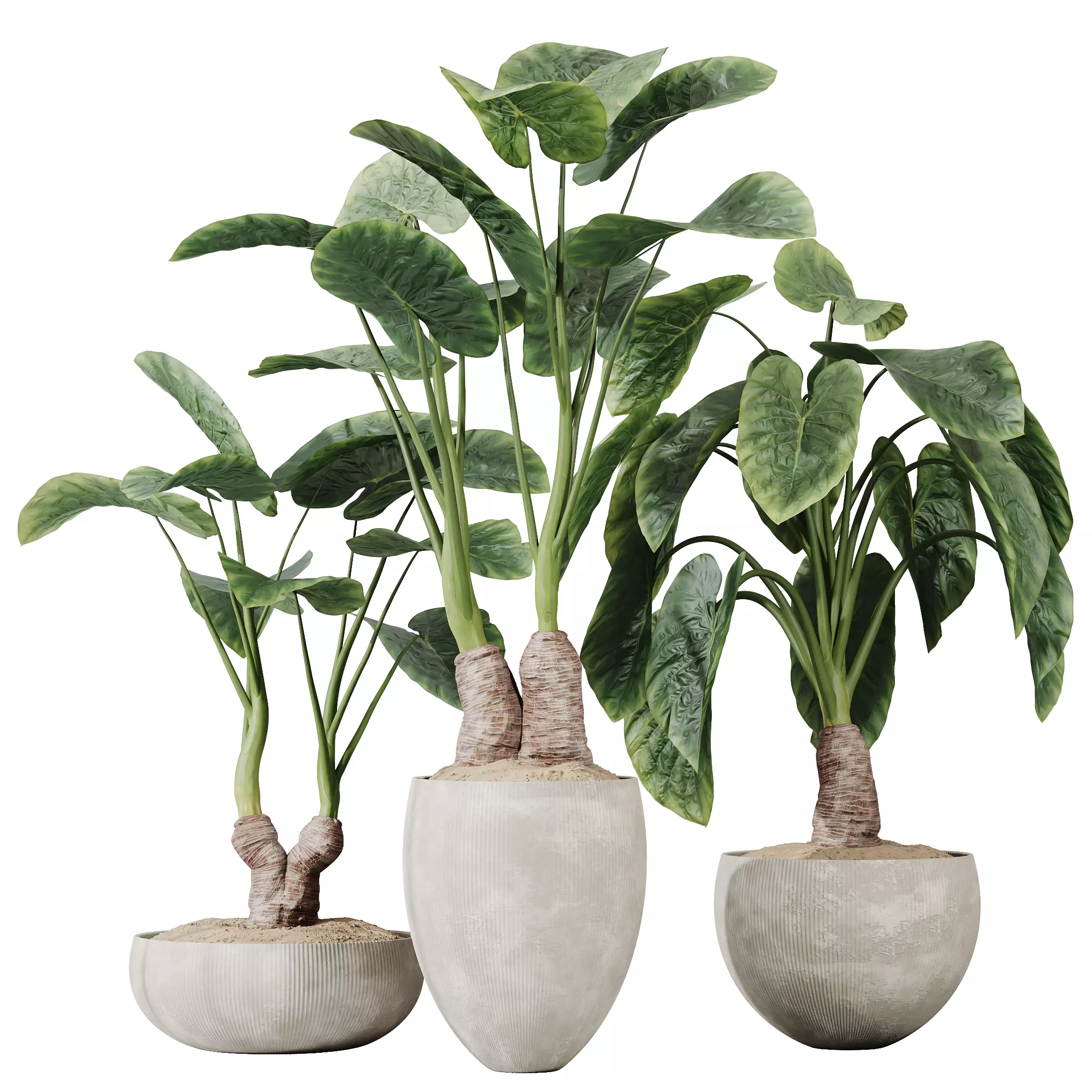 Cunjevoi Alocasia Jardin Brisbanensis Fittingly Elephant Set03 3D model_0