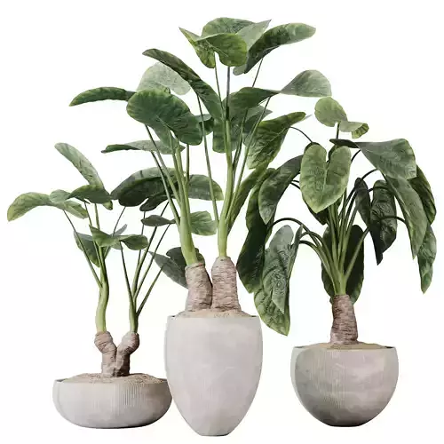 Cunjevoi Alocasia Jardin Brisbanensis Fittingly Elephant Set03 3D model