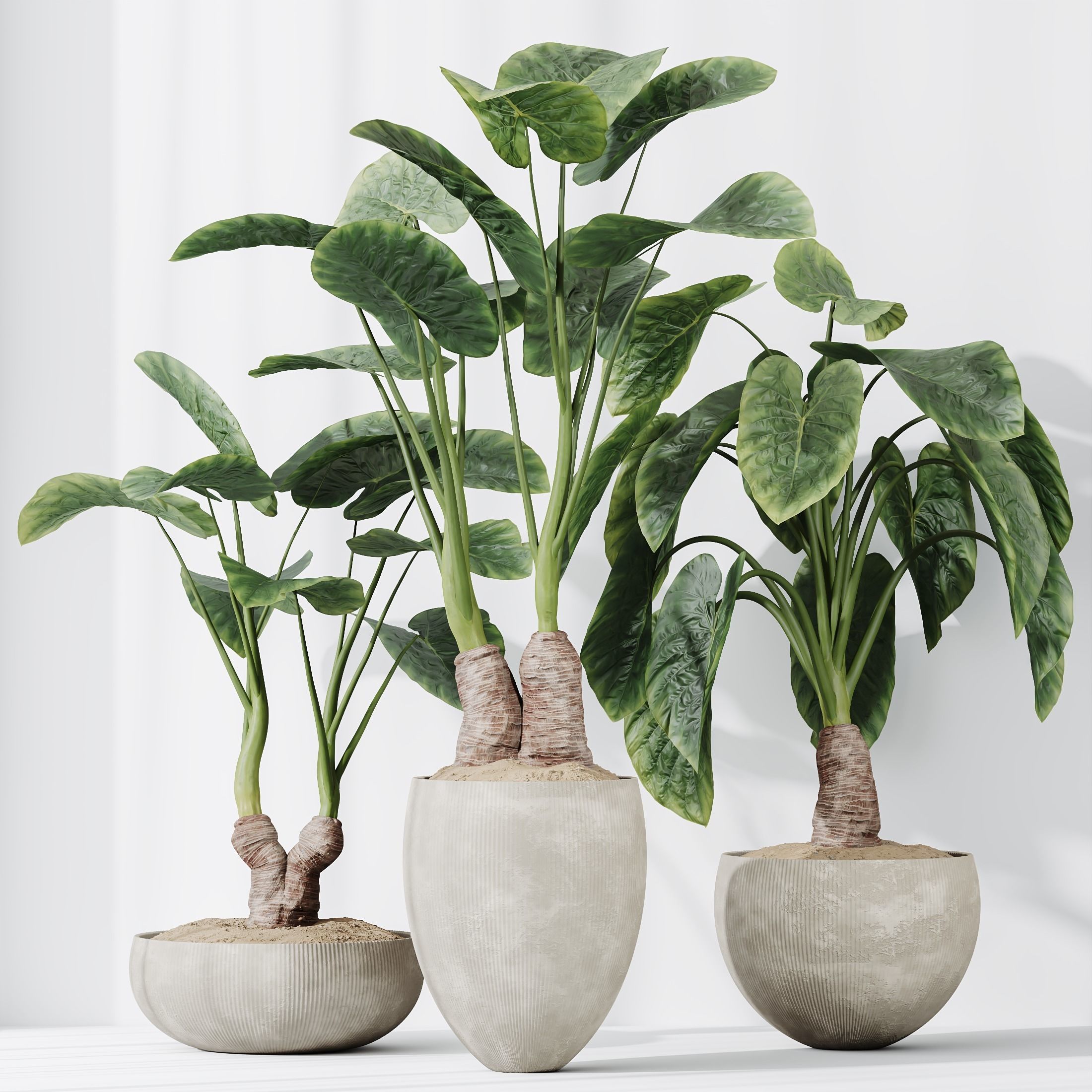 Cunjevoi Alocasia Jardin Brisbanensis Fittingly Elephant Set03 3D model_4