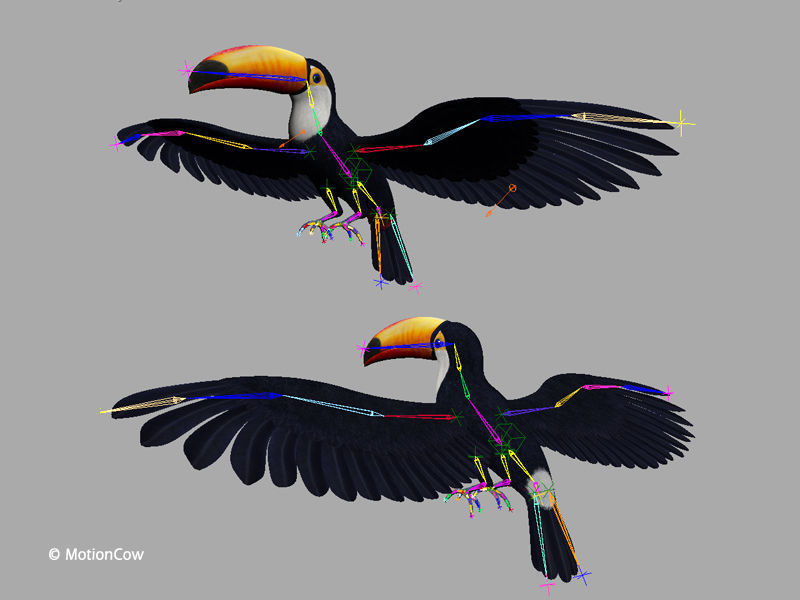 Toucan A - Flight 3D model_13