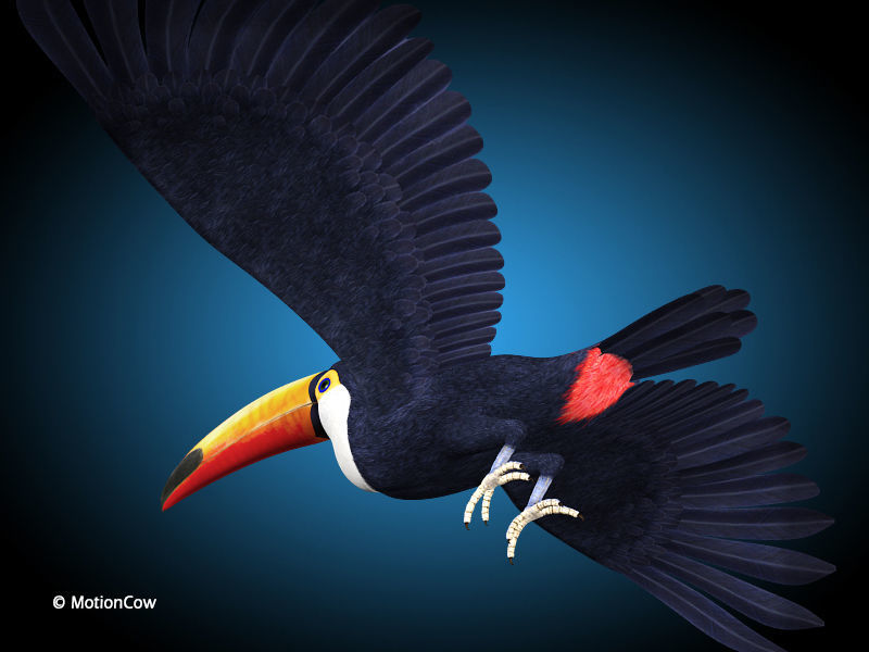 Toucan A - Flight 3D model_5