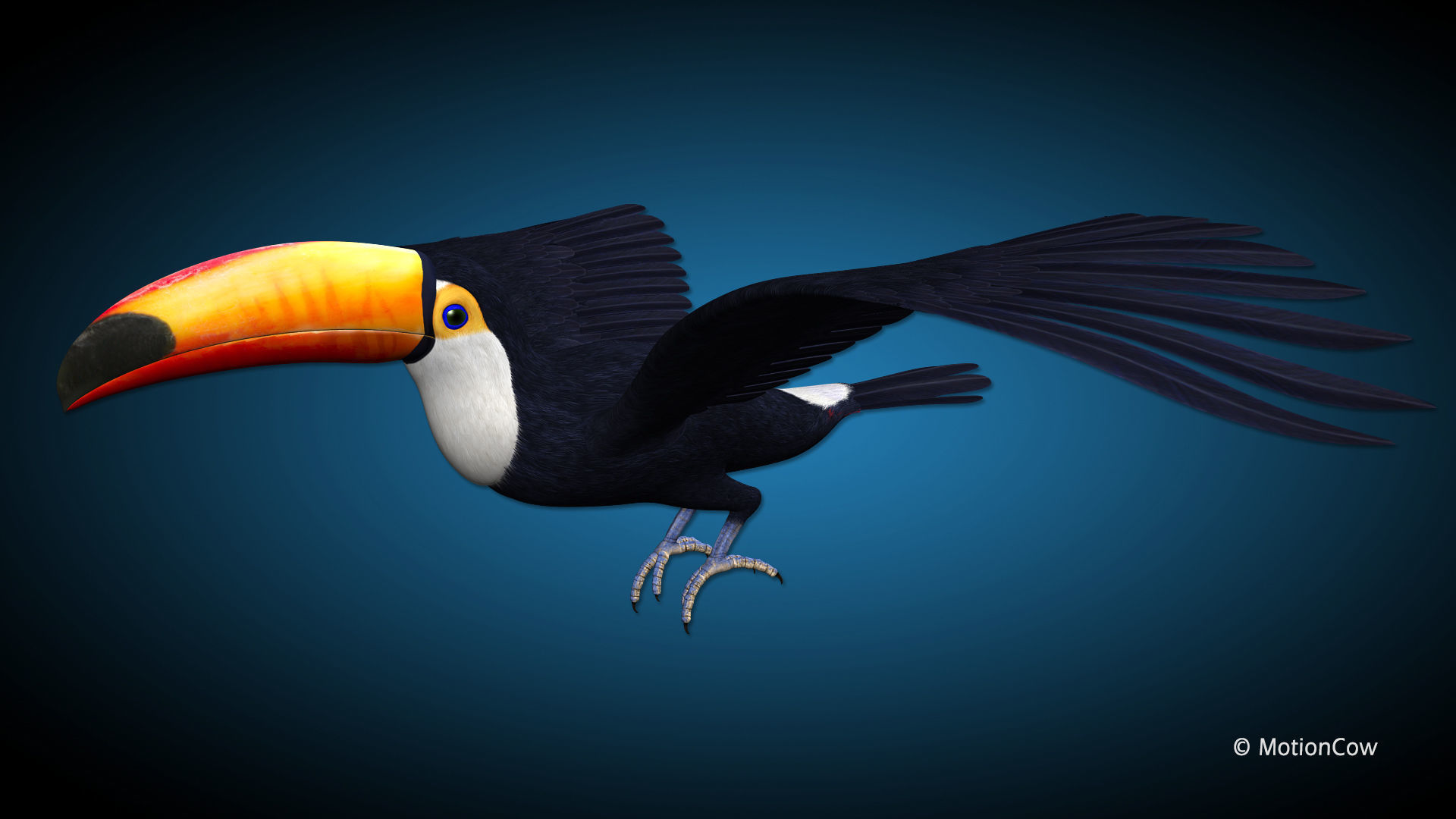 Toucan A - Flight 3D model_8