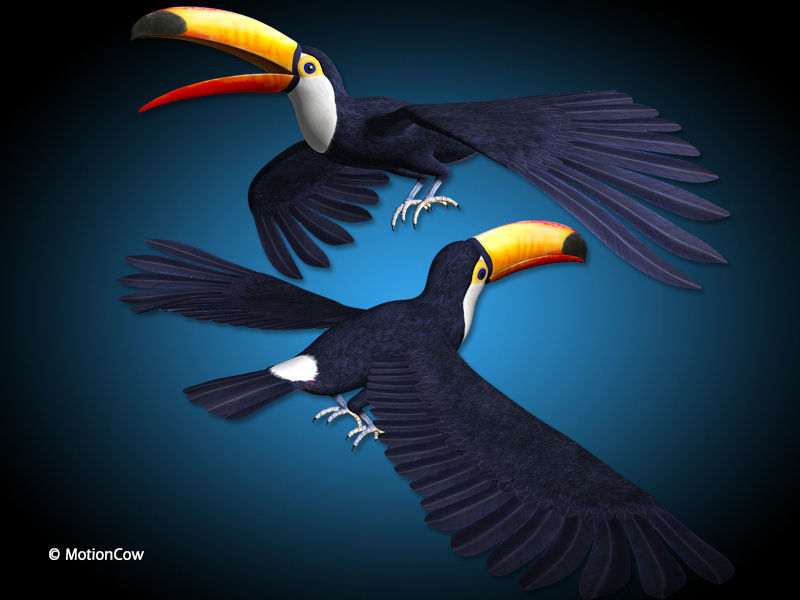 Toucan A - Flight 3D model_4